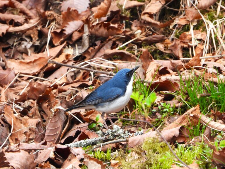 Siberian Blue Robin (Larvivora cyane) perched on forest floor covered with dry leaves and green moss in a high-elevation woodland of Japan.