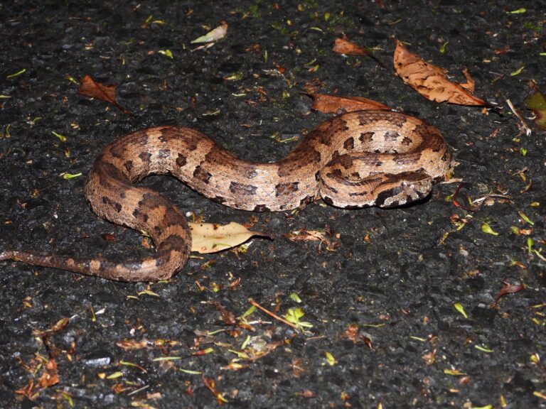 Okinawa pit viper (Ovophis okinavensis) resting on a wet road at night in Okinawa, Japan. The small brown viper blends perfectly with the dark surface.