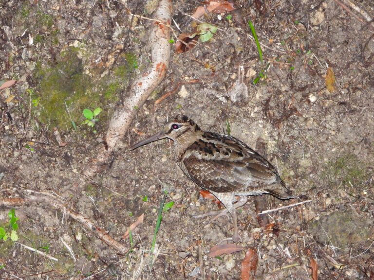 Amami Woodcock standing on forest floor at night, showing its brown mottled plumage and long bill.