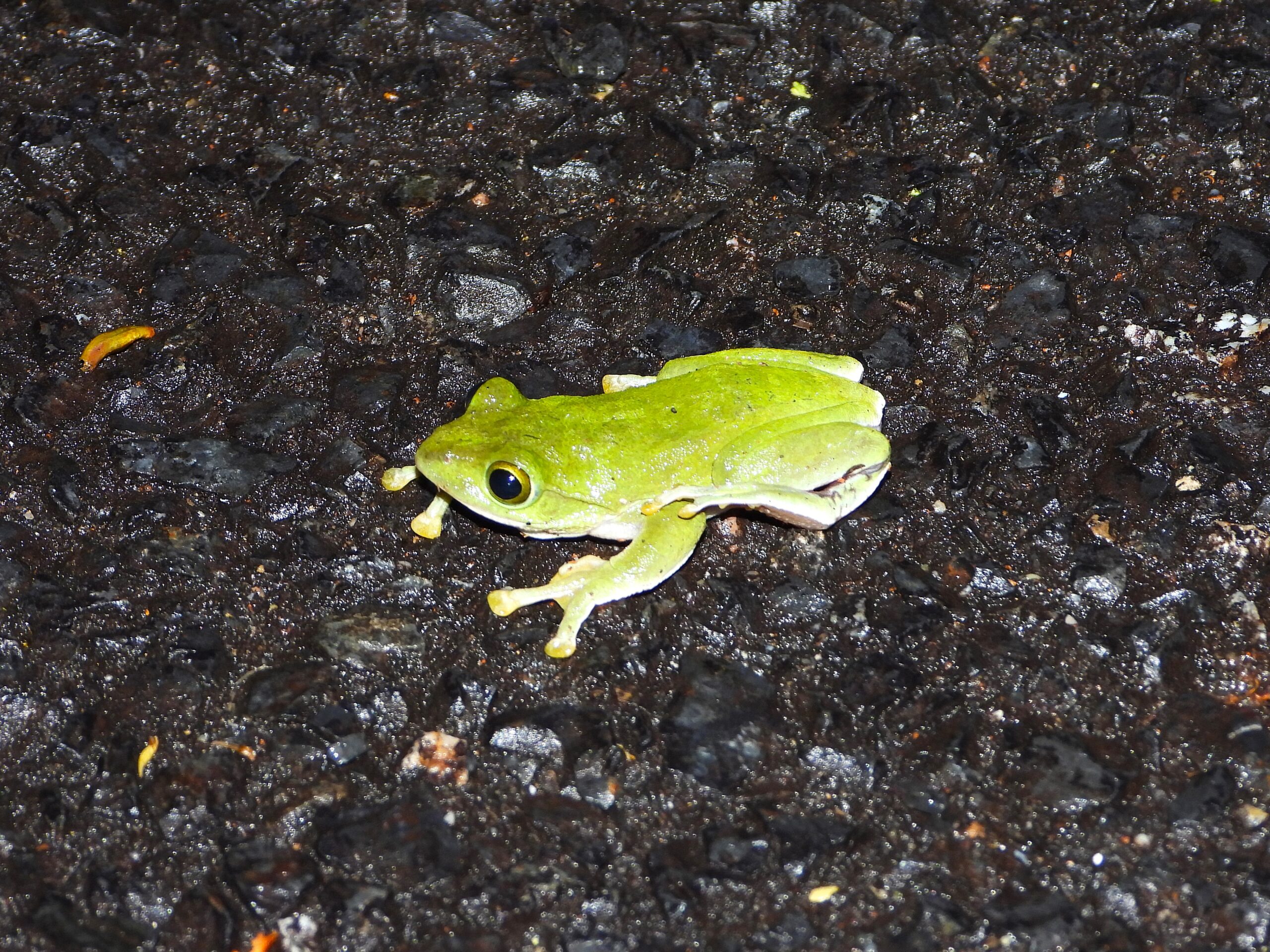 Amami Green Tree Frog (Zhangixalus amamiensis) resting on a wet forest road after rain in Amami Ōshima, Japan.