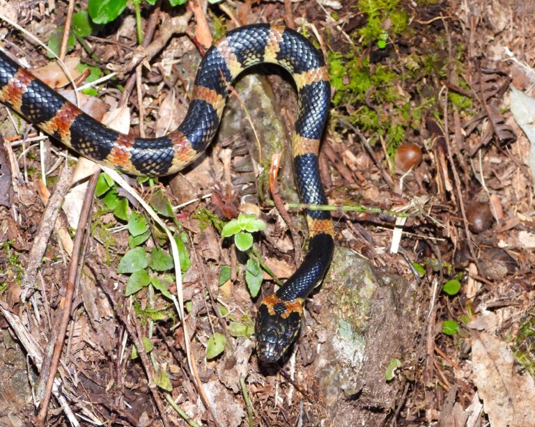 Close-up of a Loo-Choo Big-tooth Snake (Lycodon semicarinatus) in Okinawa forest, showing its reddish-brown and black banded pattern on the ground.
