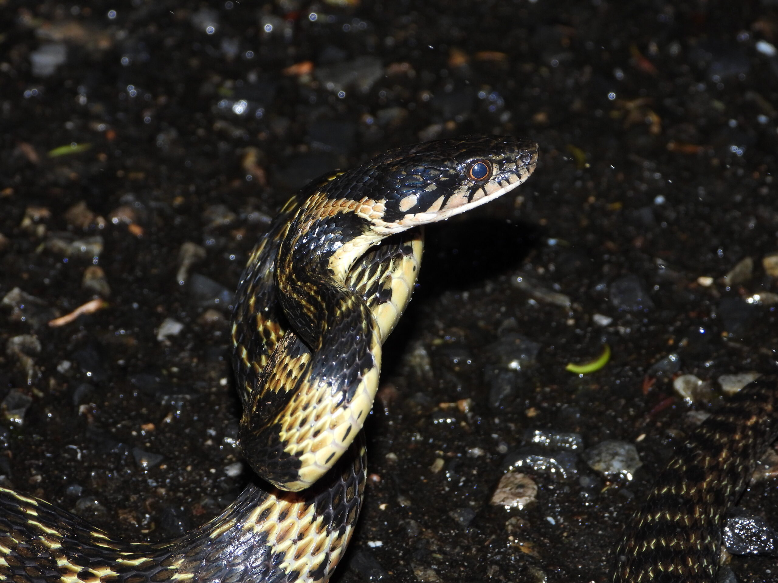 Okinawa Keelback (Hebius pryeri) showing its head markings and glossy dark scales on a wet road at night in Okinawa, Japan