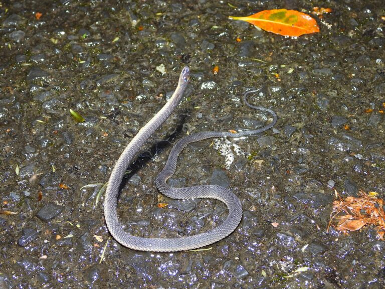 Amami odd-scaled snake on a wet forest road after rainfall in Amami Ōshima, showing its slender dark body and nocturnal behavior