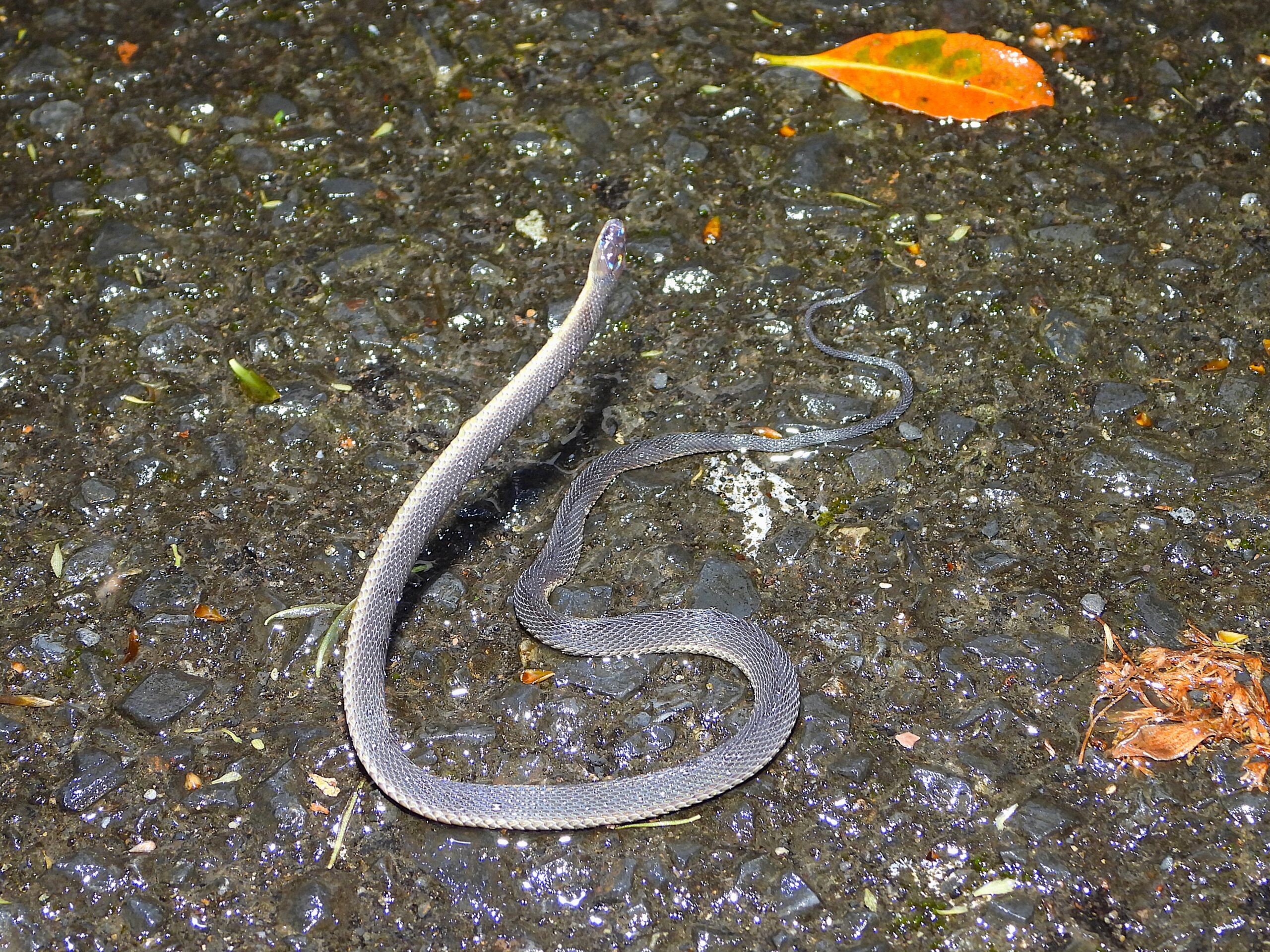 Amami odd-scaled snake on a wet forest road after rainfall in Amami Ōshima, showing its slender dark body and nocturnal behavior