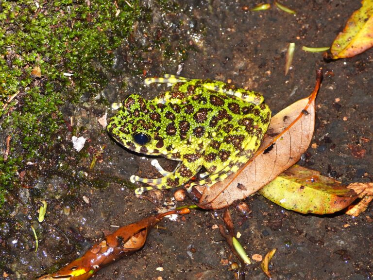 Amami Ishikawa Frog (Odorrana splendida) resting on damp forest floor covered with moss and fallen leaves on Amami Ōshima Island, Japan.