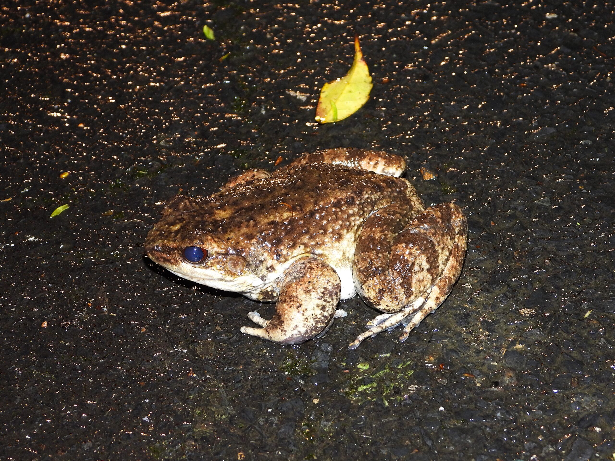Side view of an Otton Frog (Babina subaspera) on a damp forest road after rainfall, highlighting its warty skin texture and strong limbs.
