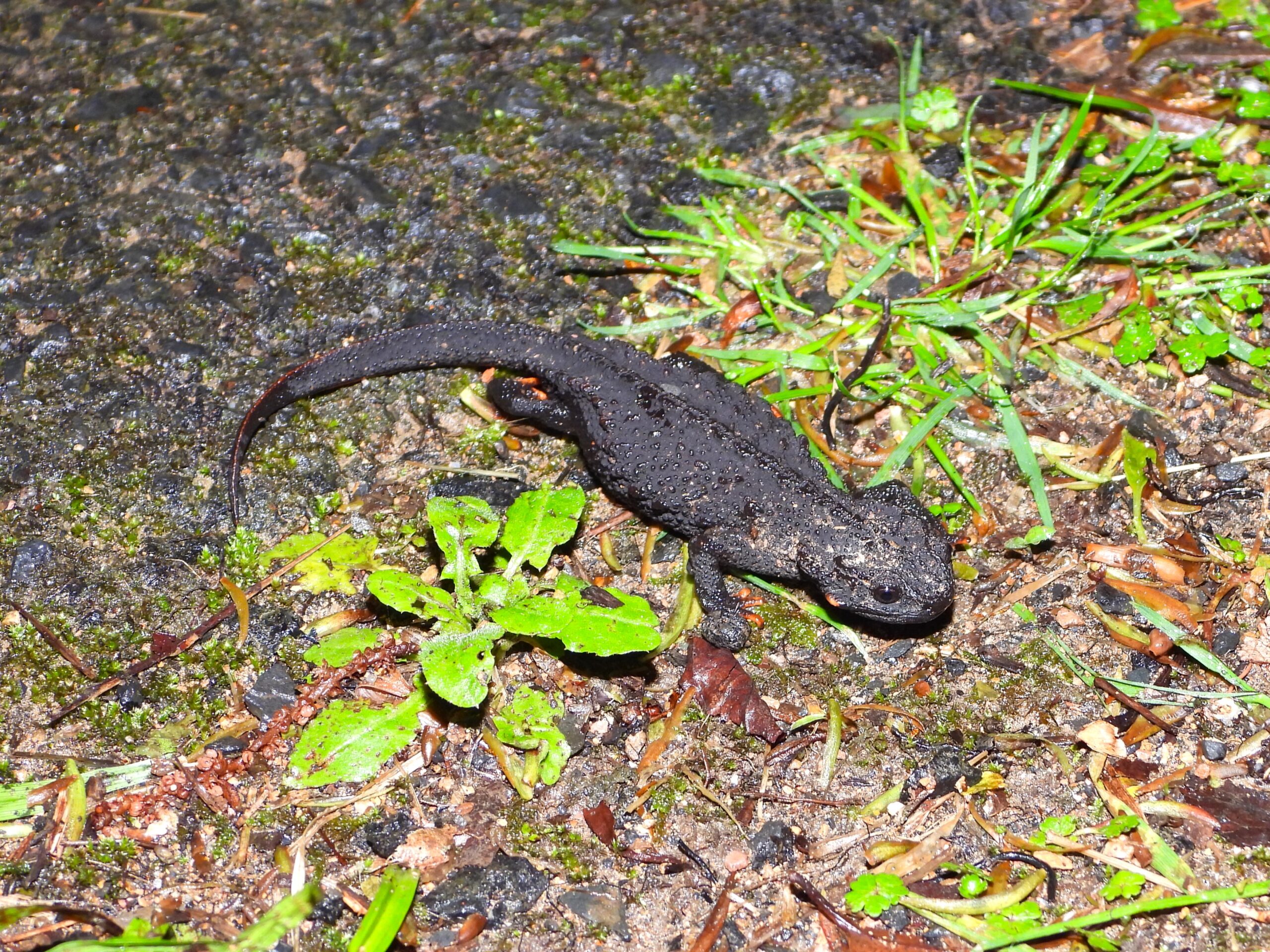 Raffaëlli’s Spiny Crocodile Newt (Echinotriton raffaellii) walking on a wet forest path in Amami Ōshima, Japan, showing its rough black skin and spiny ribs.
