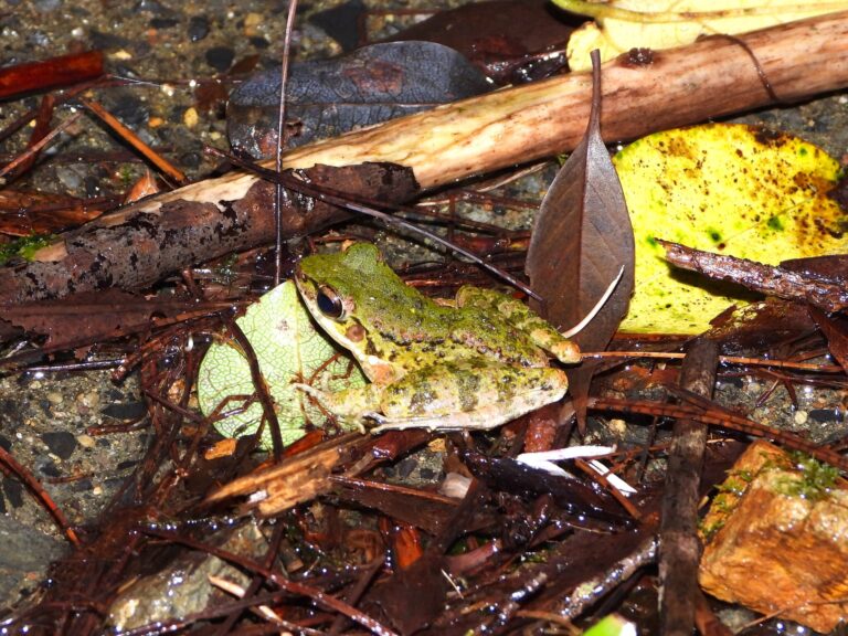 Amami Tip-nosed Frog (Odorrana amamiensis) resting among wet leaves and forest debris along a mountain stream on Amami Ōshima, Japan. Its green-mottled skin blends perfectly with the mossy surroundings after rainfall.
