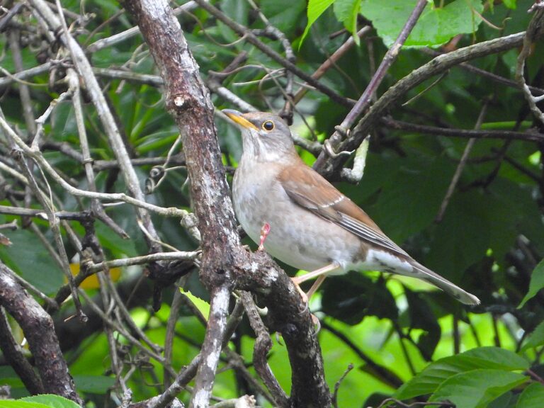 Pale Thrush (Turdus pallidus) perched among forest branches, showing its pale belly and olive-brown back.