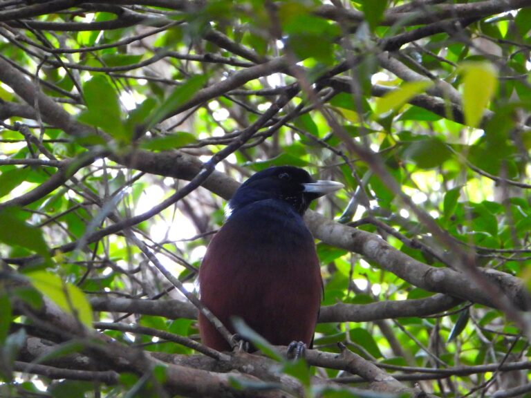 Lidth’s Jay perched among dense branches in an Amami forest, showing its deep blue head and chestnut body.