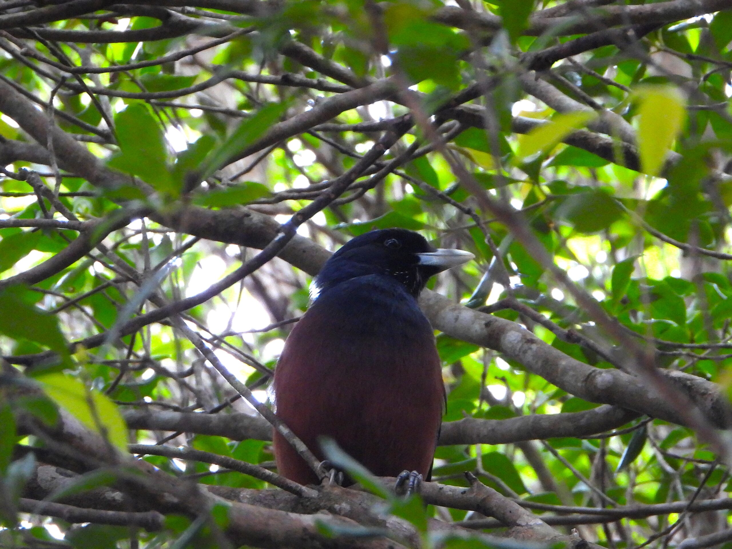 Lidth’s Jay perched among dense branches in an Amami forest, showing its deep blue head and chestnut body.