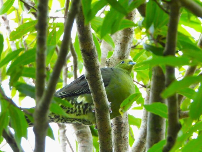 Whistling Green Pigeon resting quietly on a branch in the forest canopy of Amami Ōshima, blending perfectly with the green leaves.