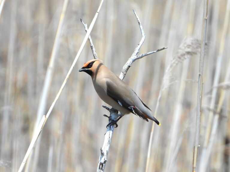Bohemian Waxwing perched on a dry branch in a reed field, showing its yellow-tipped tail and red waxy wing tips.