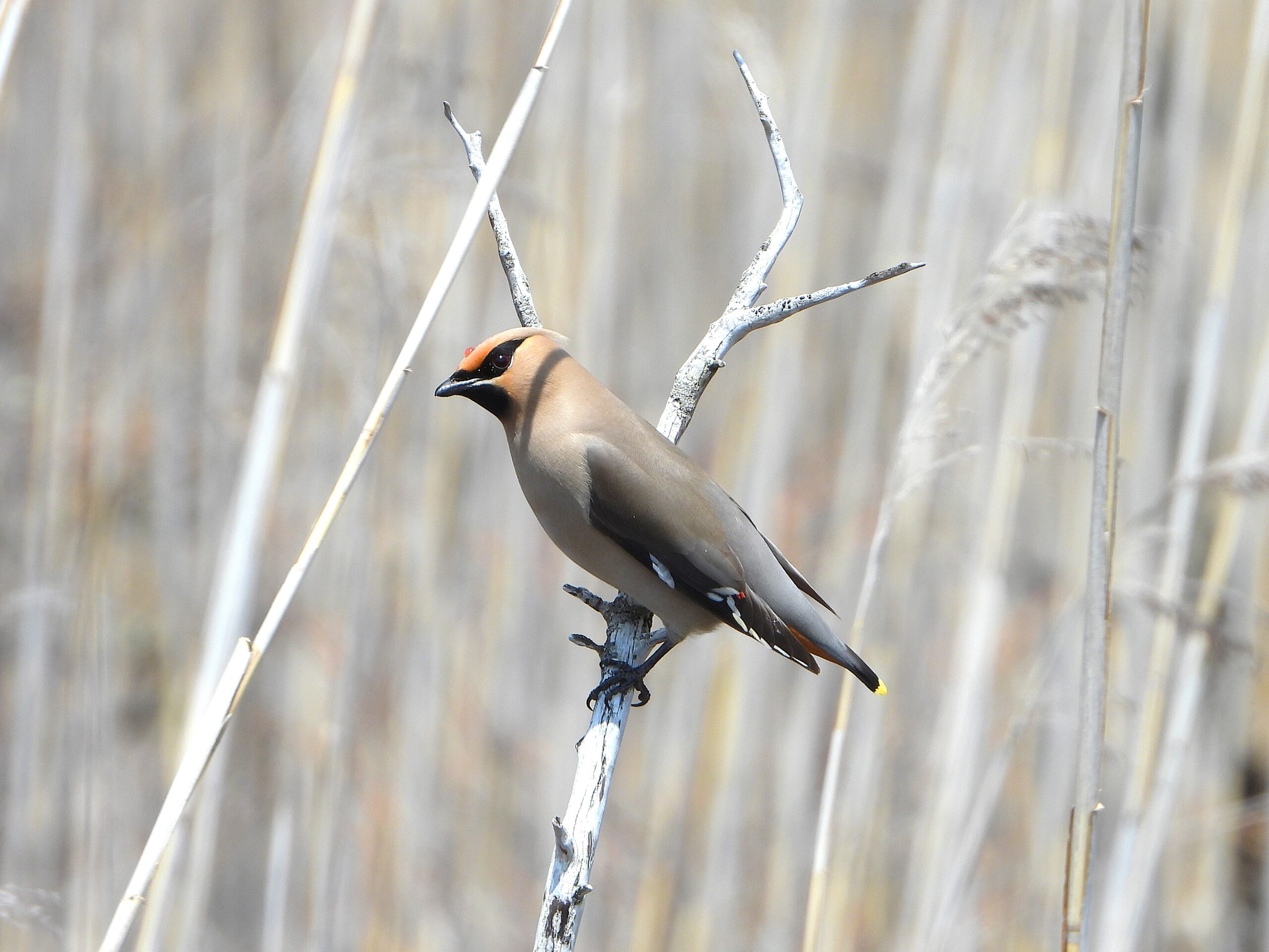 Bohemian Waxwing perched on a dry branch in a reed field, showing its yellow-tipped tail and red waxy wing tips.