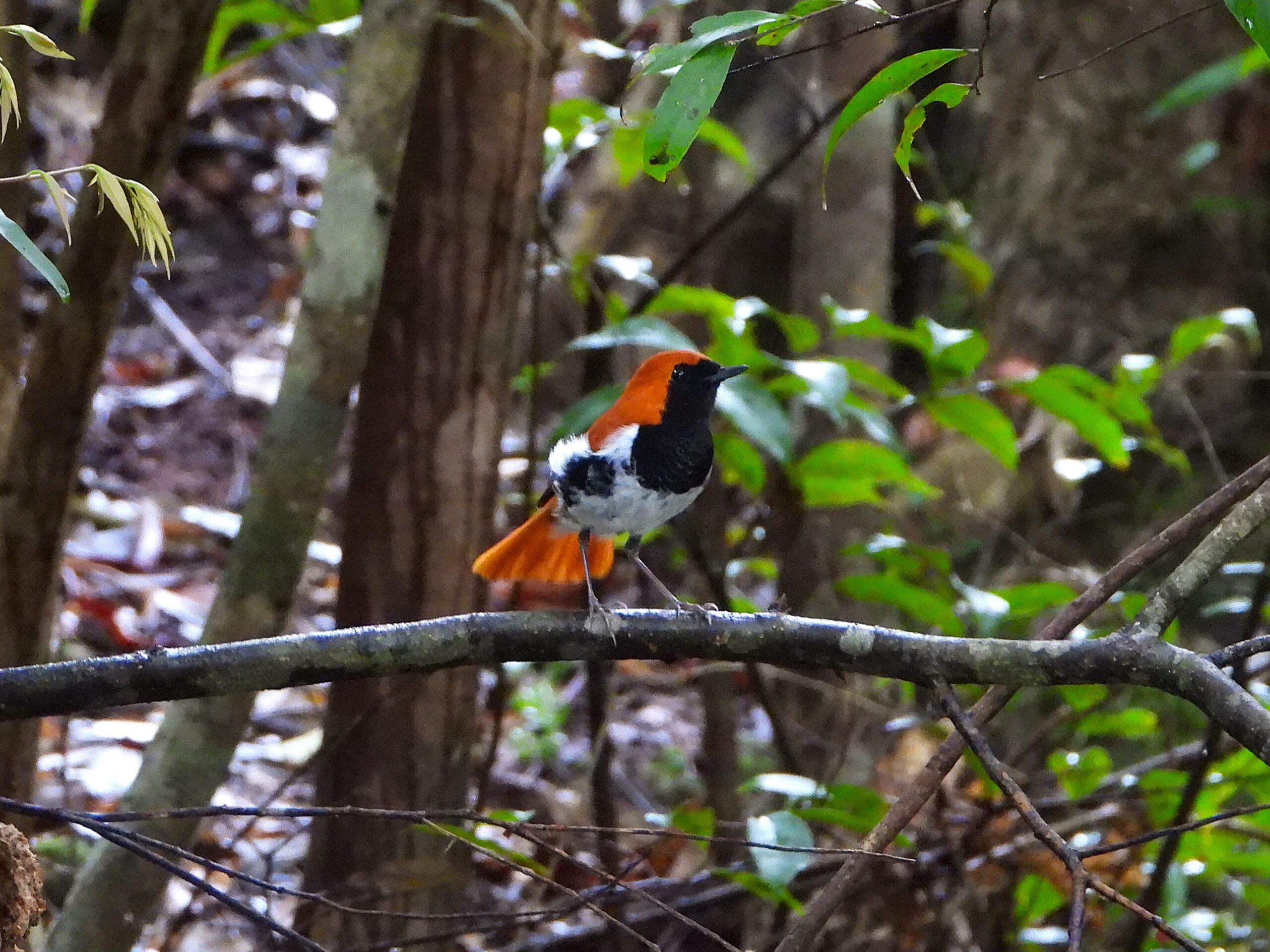 Ryukyu Robin perched on a mossy branch in the forest of Amami Ōshima, showing its vivid orange head and tail contrasting with a black chest and white underparts.