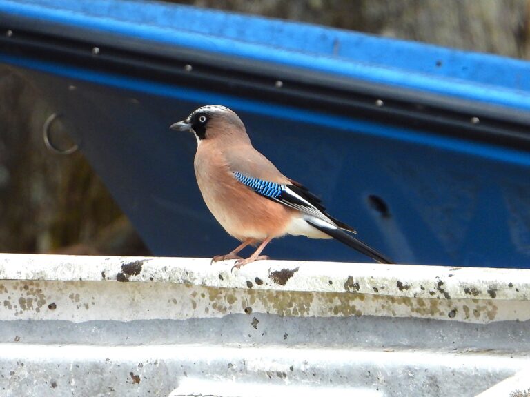 Eurasian Jay (Garrulus glandarius japonicus) perched near a blue boat, showing its bright blue wing patch and pale pinkish-brown body.