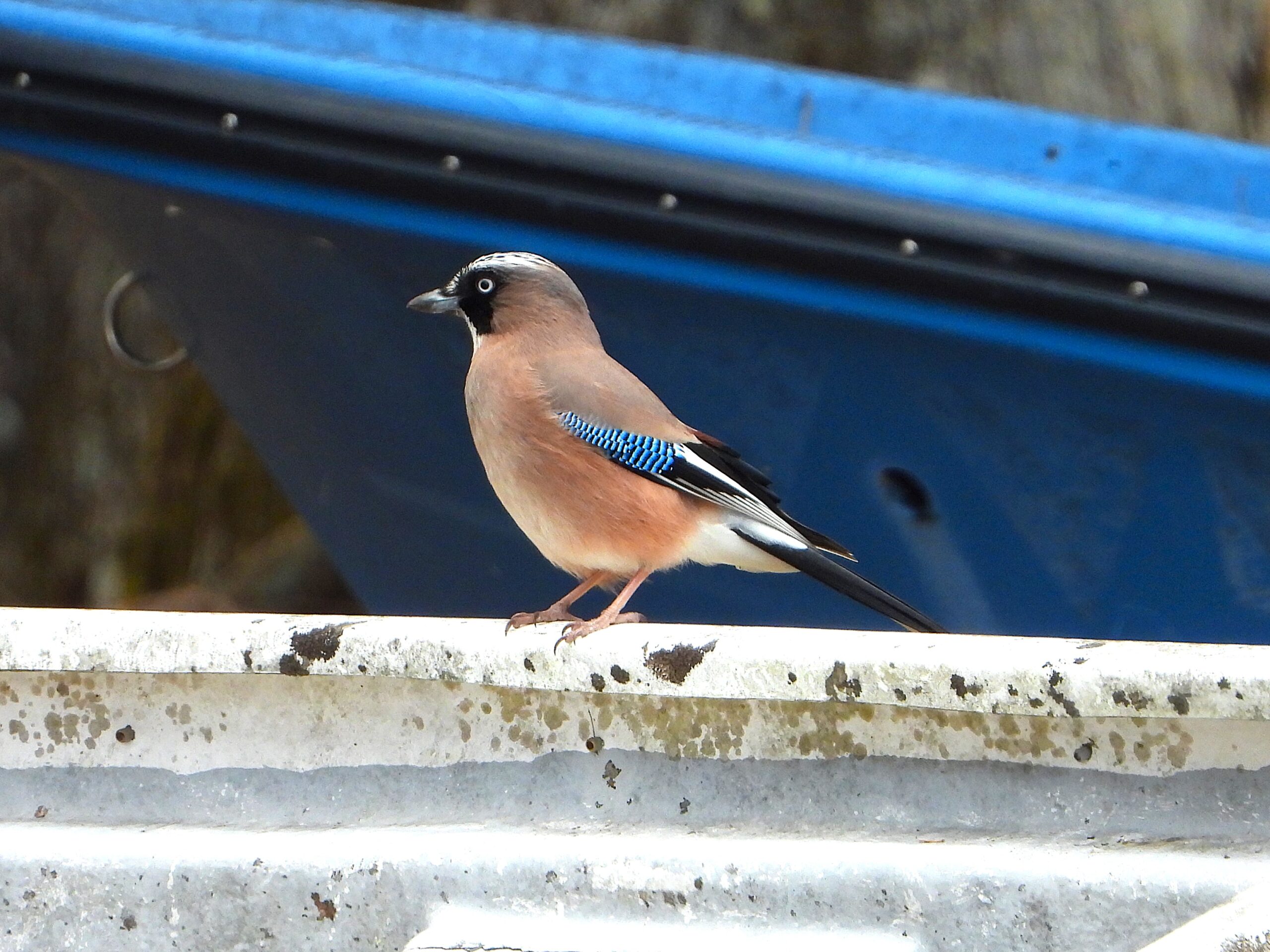 Eurasian Jay (Garrulus glandarius japonicus) perched near a blue boat, showing its bright blue wing patch and pale pinkish-brown body.