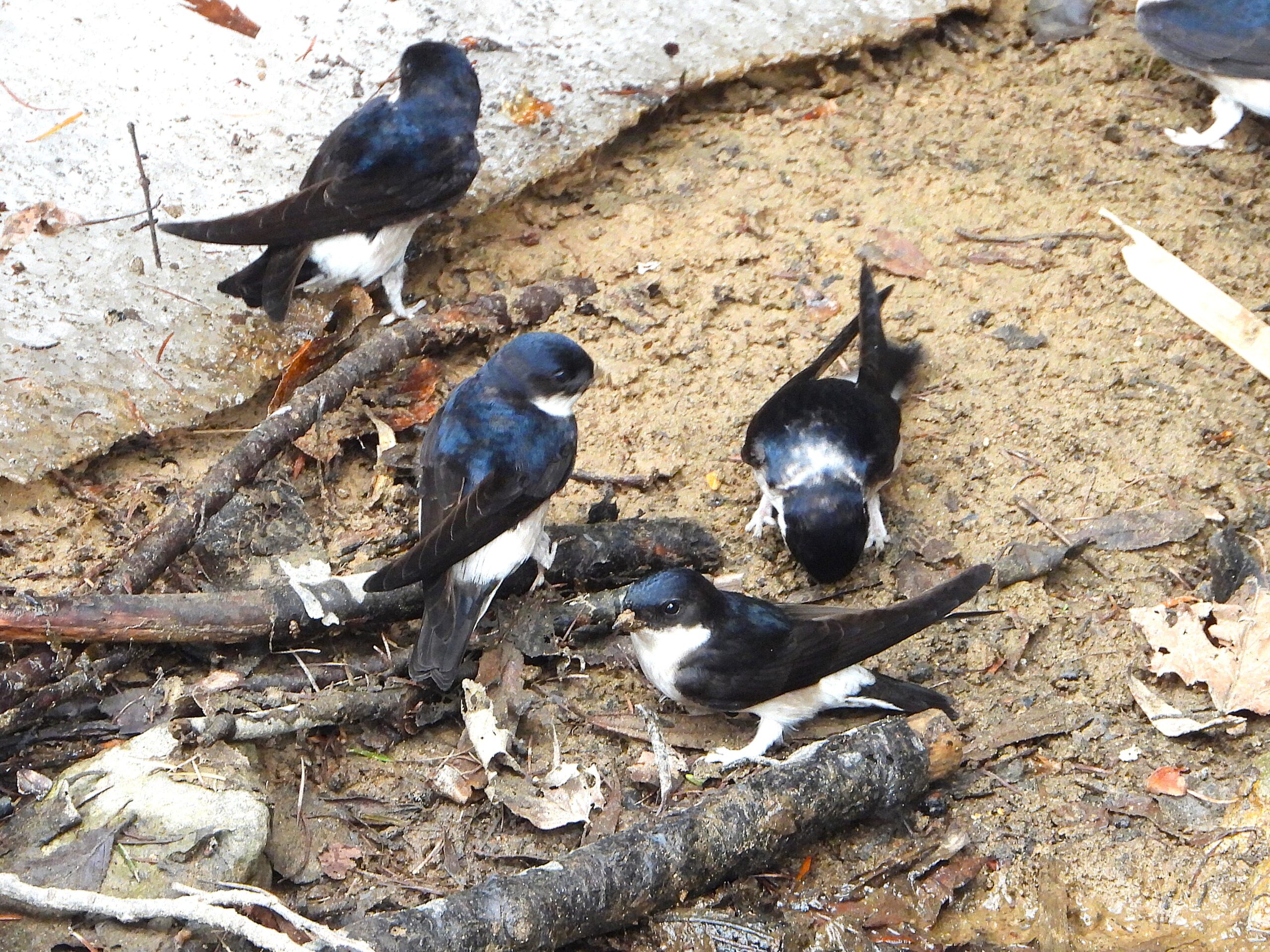 Group of Asian House Martins (Delichon dasypus) gathering mud on the ground to build their nests during the breeding season in Japan.