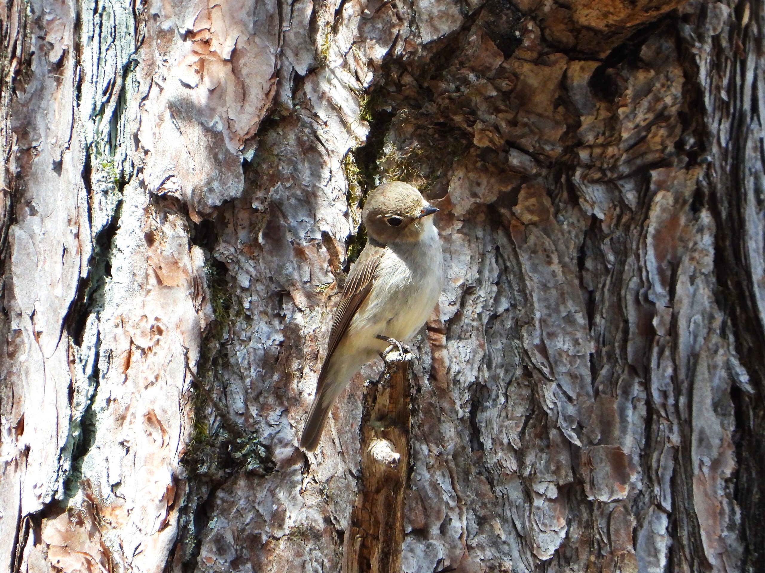 Asian Brown Flycatcher perched on a tree trunk in a quiet forest, blending perfectly with the bark pattern.