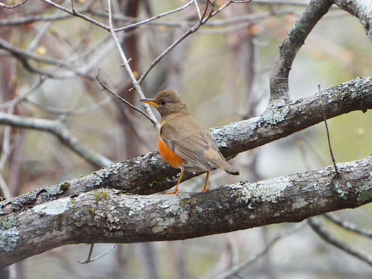 Brown-headed Thrush perched on a branch in early spring forest, showing its orange underparts.