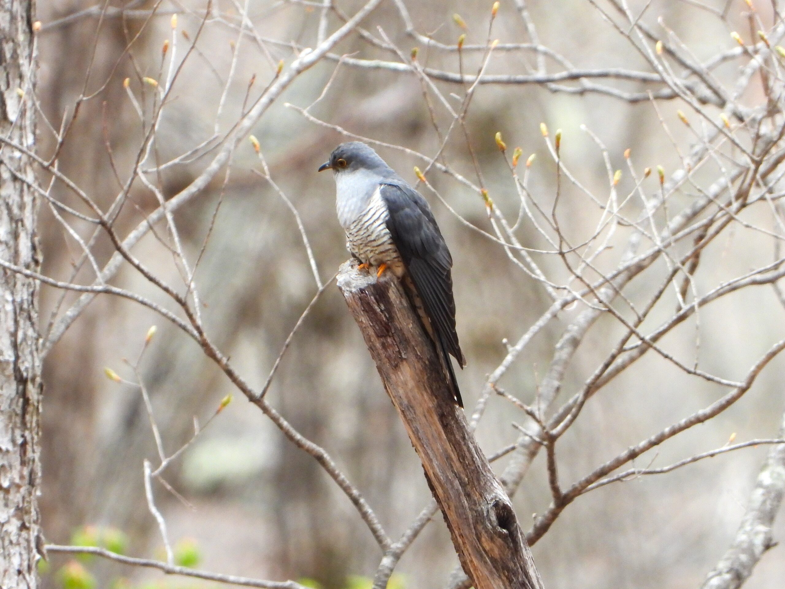 Oriental Cuckoo (Cuculus optatus) perched on a tree stump in a mountain forest in Japan. The bird shows its gray head and barred white belly, blending with the early spring branches