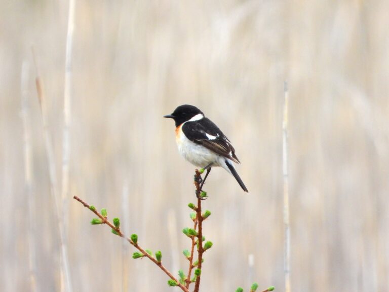 A male Siberian Stonechat (Saxicola stejnegeri) in breeding plumage standing on a twig, displaying its black head, orange breast, and white underparts in a Japanese grassland.