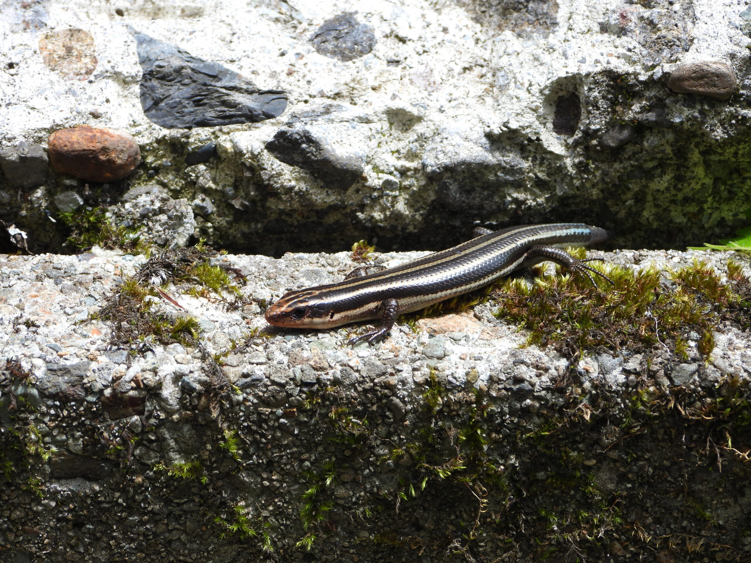 Far Eastern Skink (Plestiodon finitimus) basking on a sunny stone wall in Japan. Its smooth bronze scales and faint blue tail shine in the sunlight.