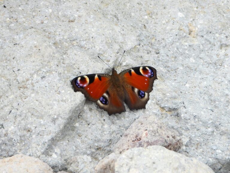 A Peacock Butterfly (Aglais io) resting on light-colored rocks with its wings fully spread, showing four vivid eyespots and reddish-brown wings in a natural mountain setting.