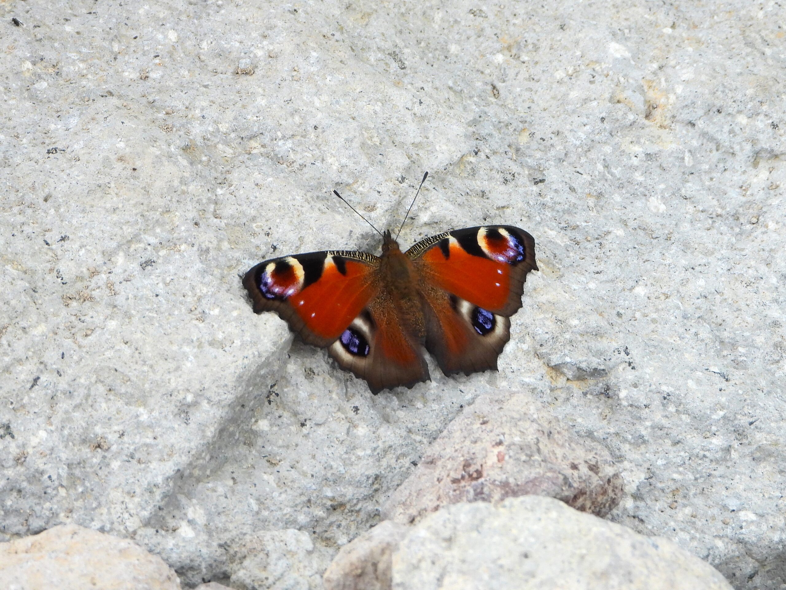 A Peacock Butterfly (Aglais io) resting on light-colored rocks with its wings fully spread, showing four vivid eyespots and reddish-brown wings in a natural mountain setting.