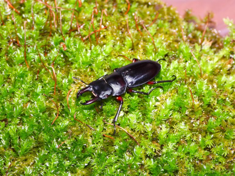 A male Japanese Red-legged Stag Beetle with red legs and a black body on bright green moss.