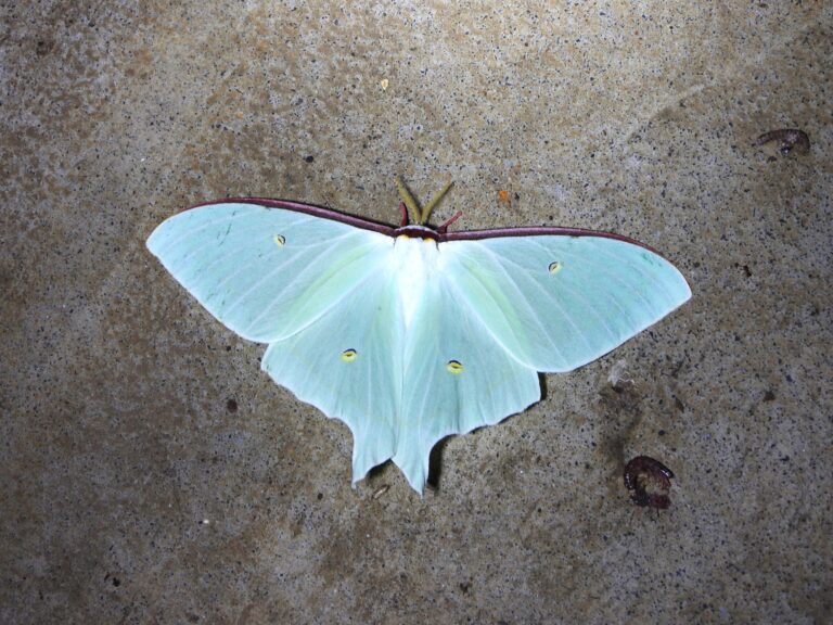 Japanese Luna Moth (Actias aliena) resting on a stone surface at night in Japan. Its pale green wings glow under the light.