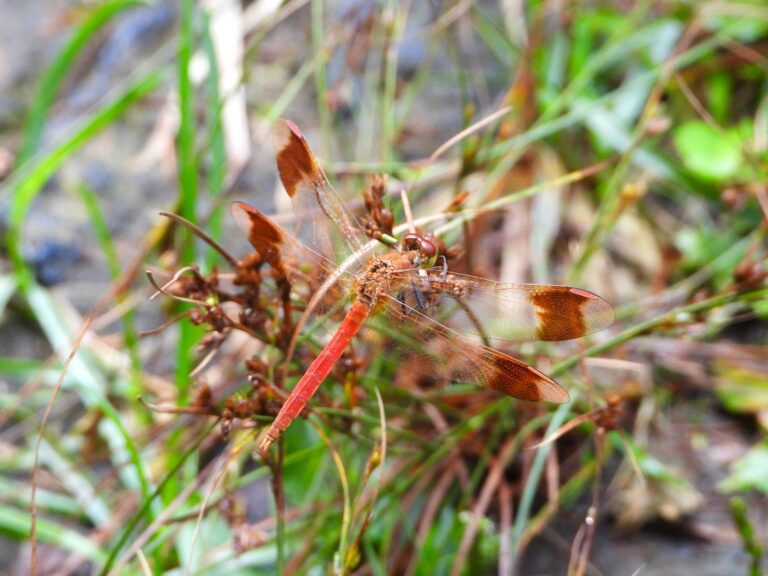 Male Banded Darter (Sympetrum pedemontanum elatum) resting on low grass by a wetland edge in Japan.
