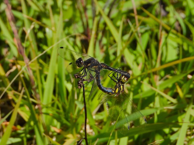 Mating pair of Black Darters (Sympetrum danae) in tandem position on grass in a mountain wetland.