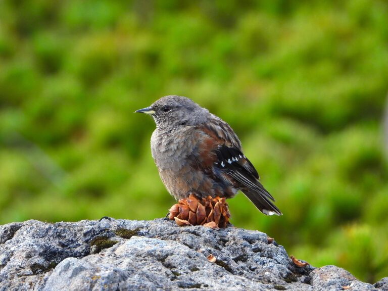 Alpine Accentor (Prunella collaris) resting on a rock at high altitude in the Japanese Alps.