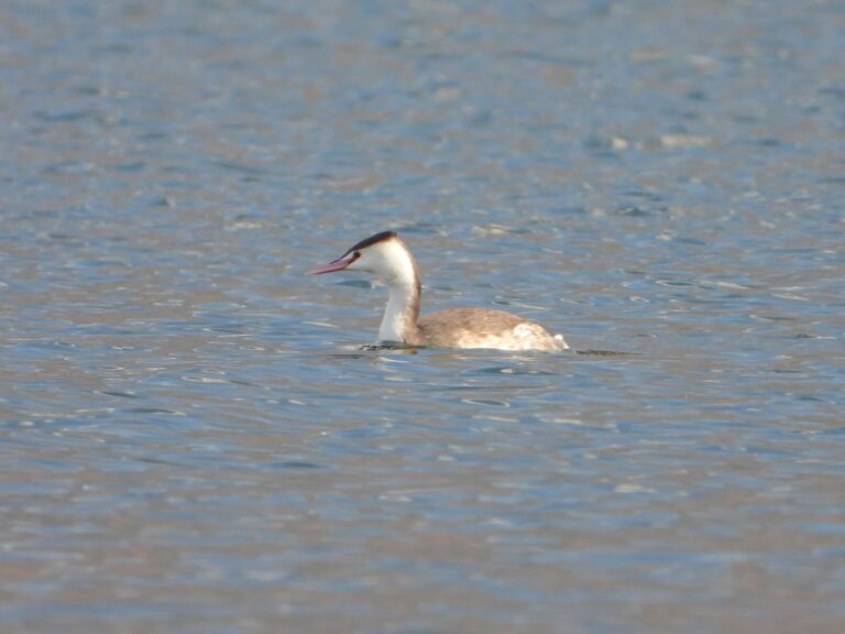Great Crested Grebe in winter plumage floating on a calm lake in Japan