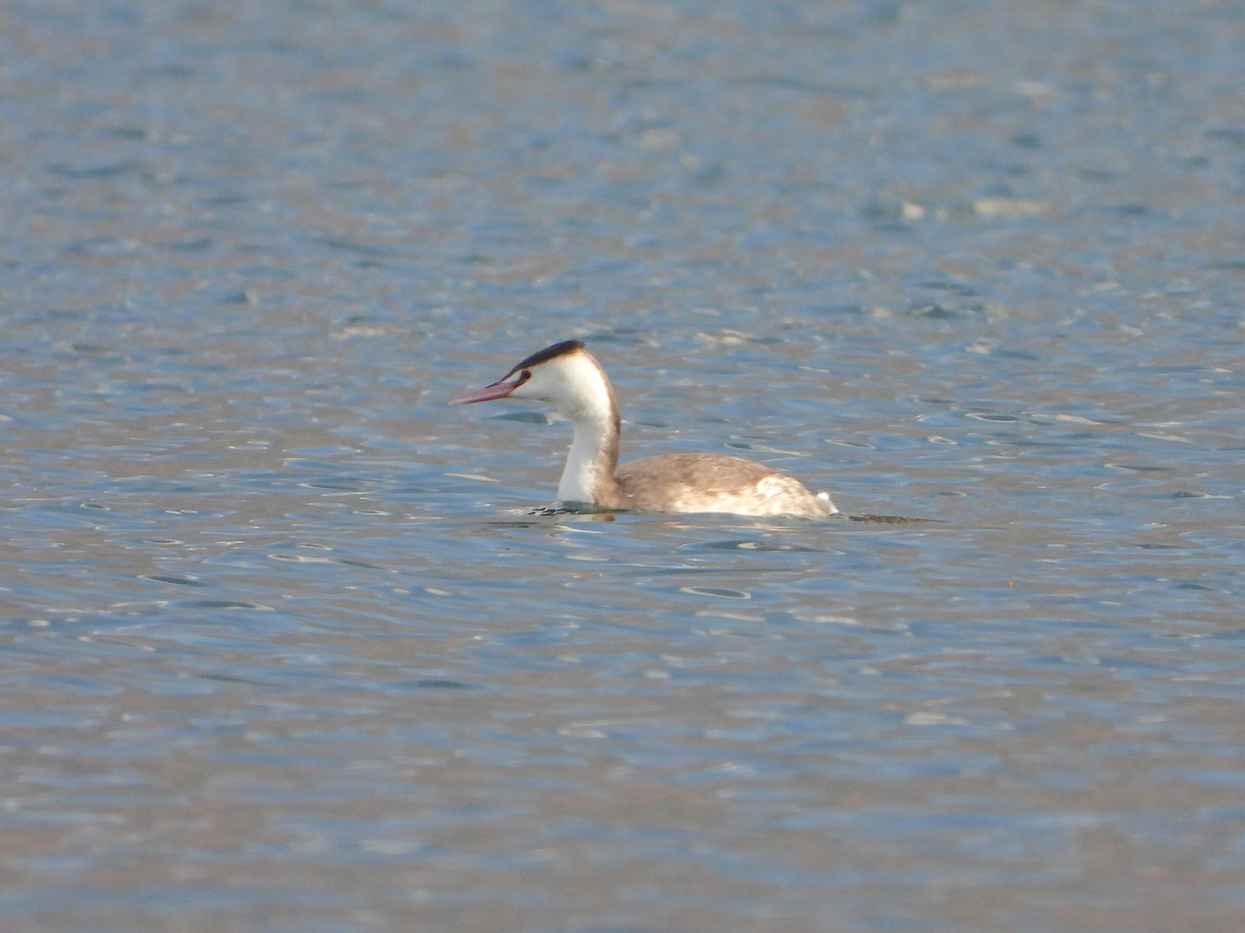 Great Crested Grebe in winter plumage floating on a calm lake in Japan