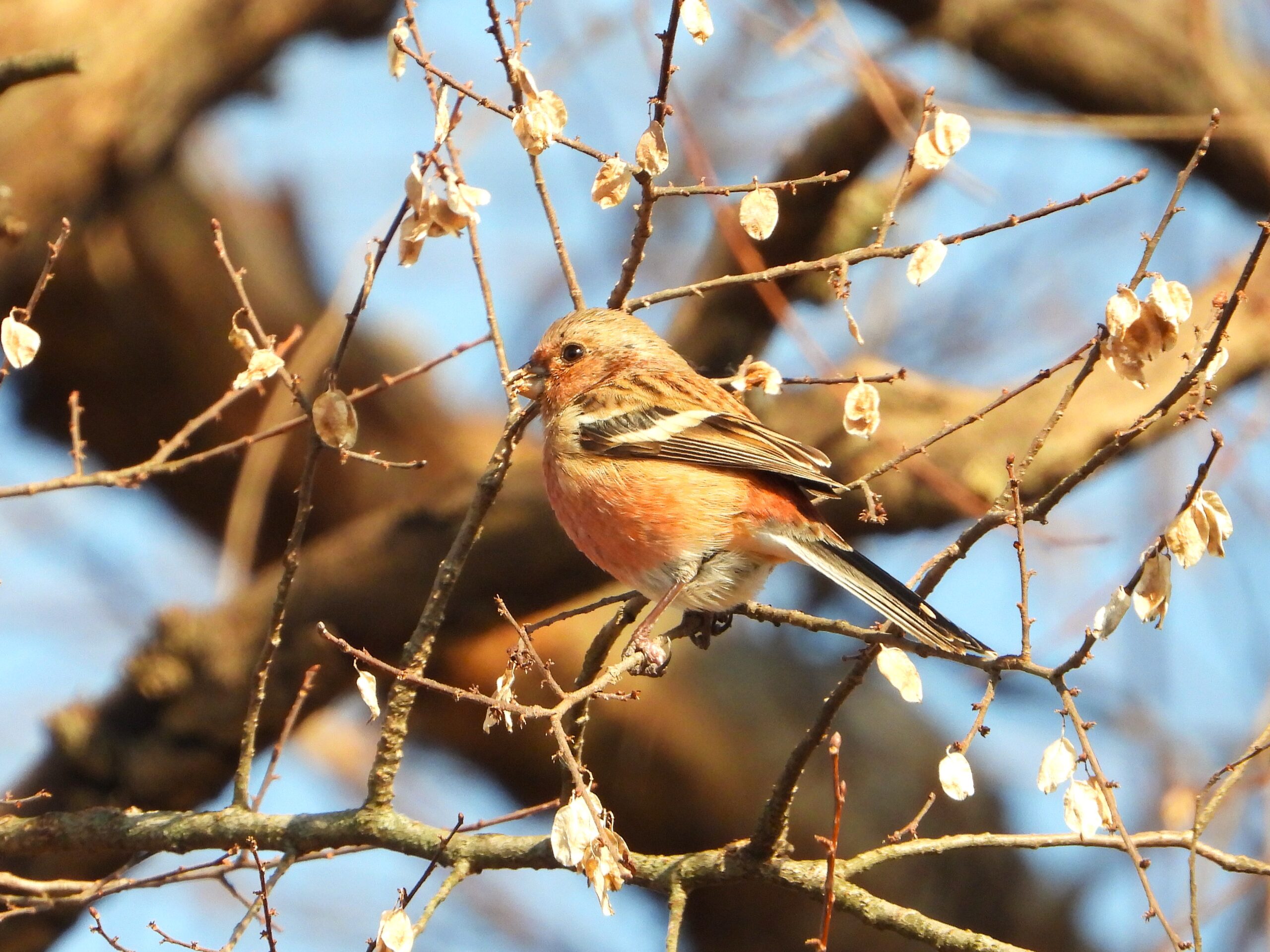 Male Long-tailed Rosefinch showing pink plumage and long tail while feeding on dried seed pods in winter sunlight.