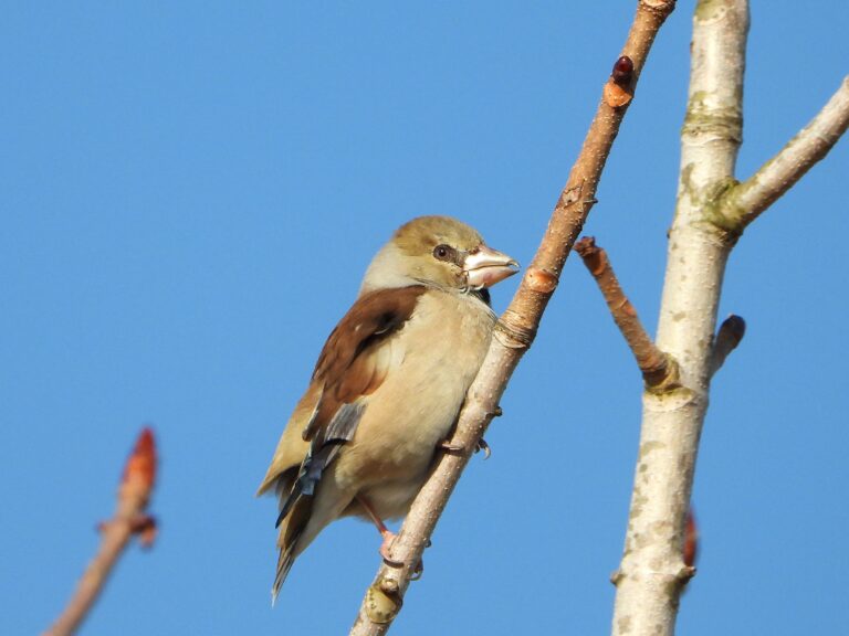 Eurasian Hawfinch perched on a bare branch under blue sky, showing its thick conical bill.
