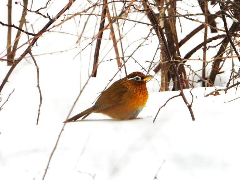 A Chinese Hwamei standing on snow beneath leafless shrubs. Its warm brown plumage and distinct white eyebrow contrast beautifully with the white background.