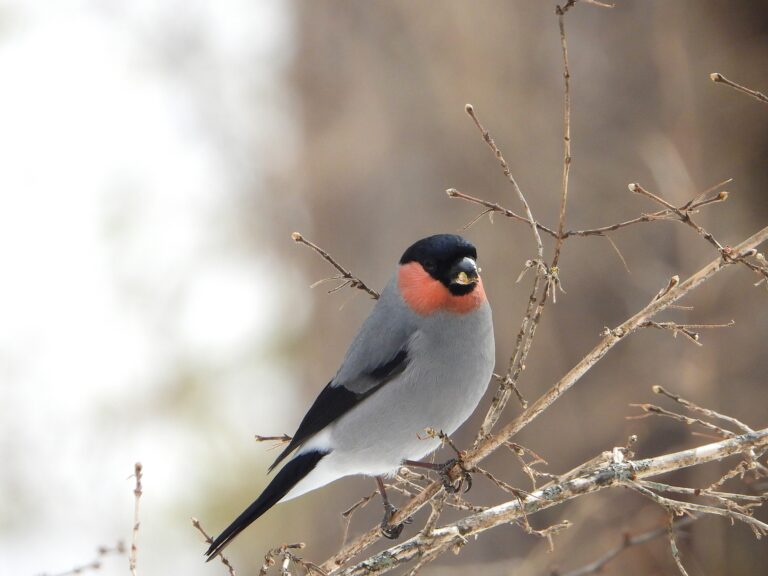 Male Eurasian Bullfinch with a pinkish breast perched on a bare branch in winter.
