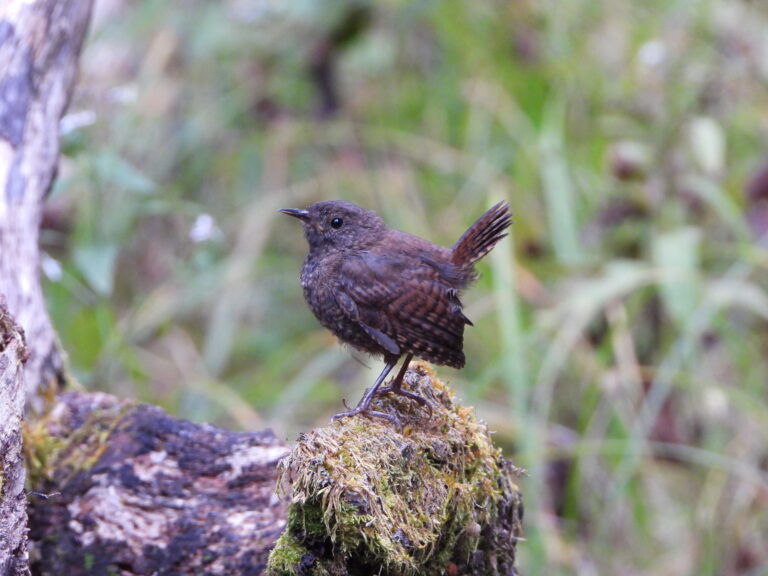 urasian Wren perched on a mossy log in a mountain forest, tail raised.