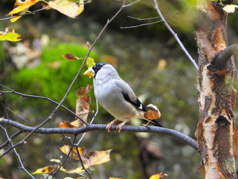Japanese Grosbeak (Eophona personata) perched on a branch in an autumn forest, showing its yellow bill and black facial mask.