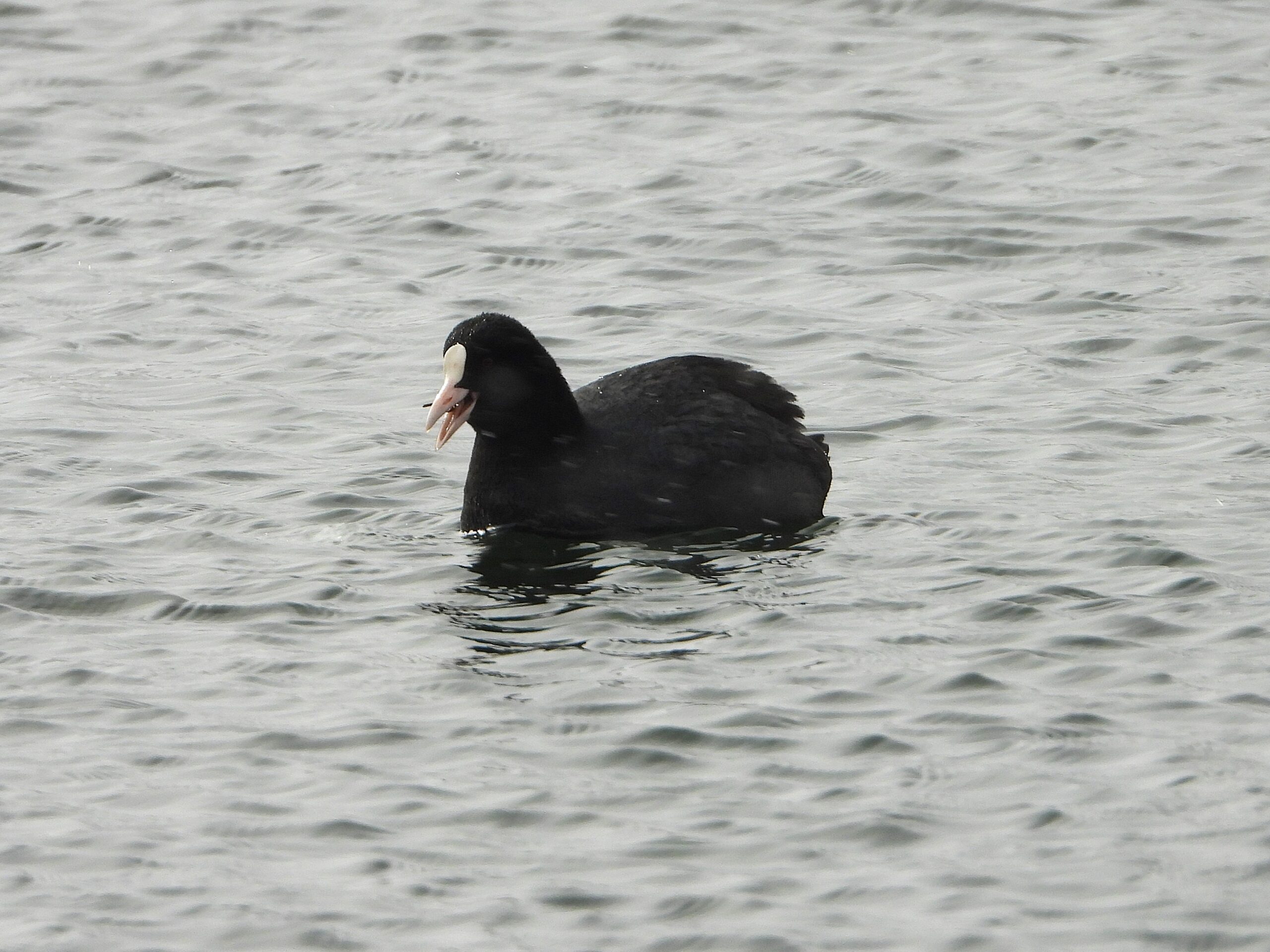 Close-up of a Eurasian Coot on the water with its white bill and frontal shield clearly visible.