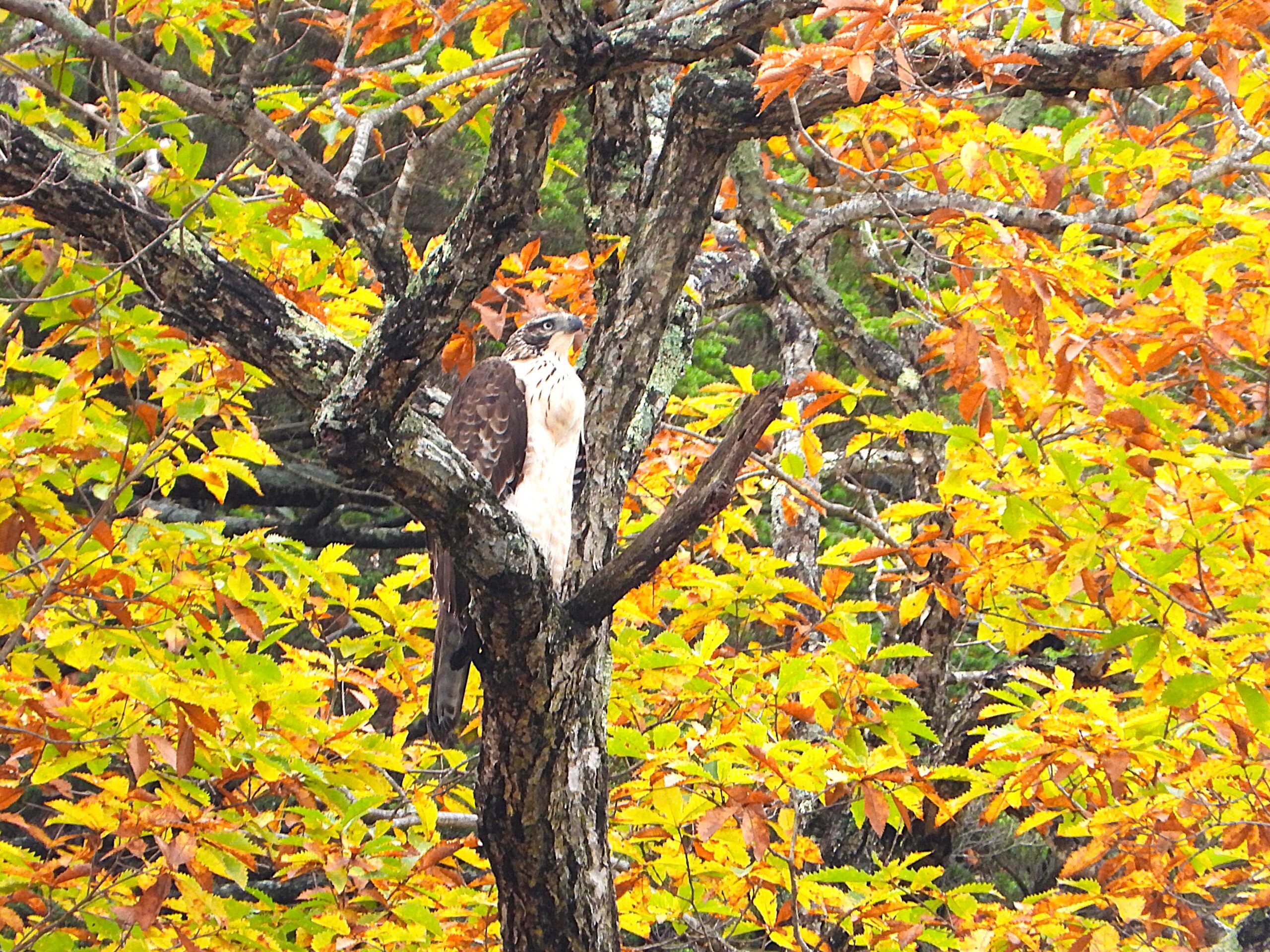 Mountain Hawk-Eagle perched on a branch surrounded by bright autumn foliage in a Japanese mountain forest