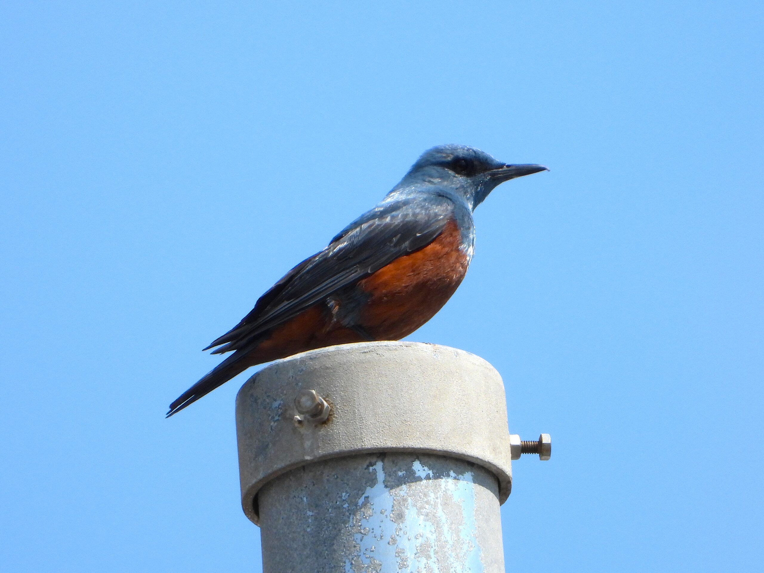 Adult male Blue Rock Thrush perched on a seaside pole in Japan, its blue plumage and rufous belly shining vividly in the sunlight.