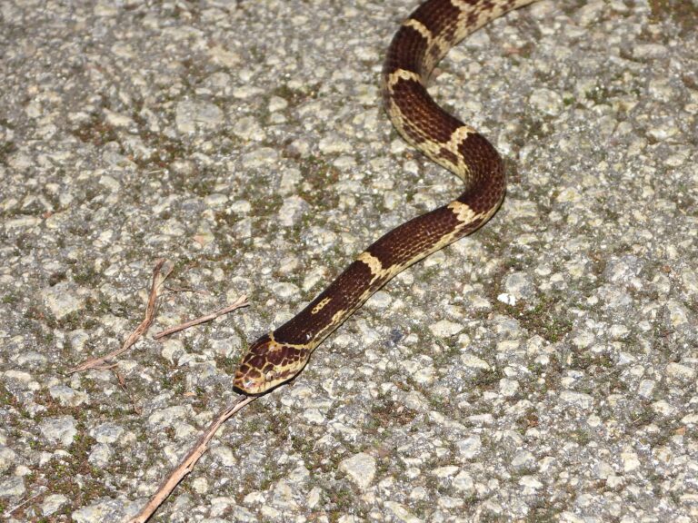 Sakishima Wolf Snake (Lycodon rufozonatus walli) moving quietly on a forest road at night on Ishigaki Island, Okinawa, Japan
