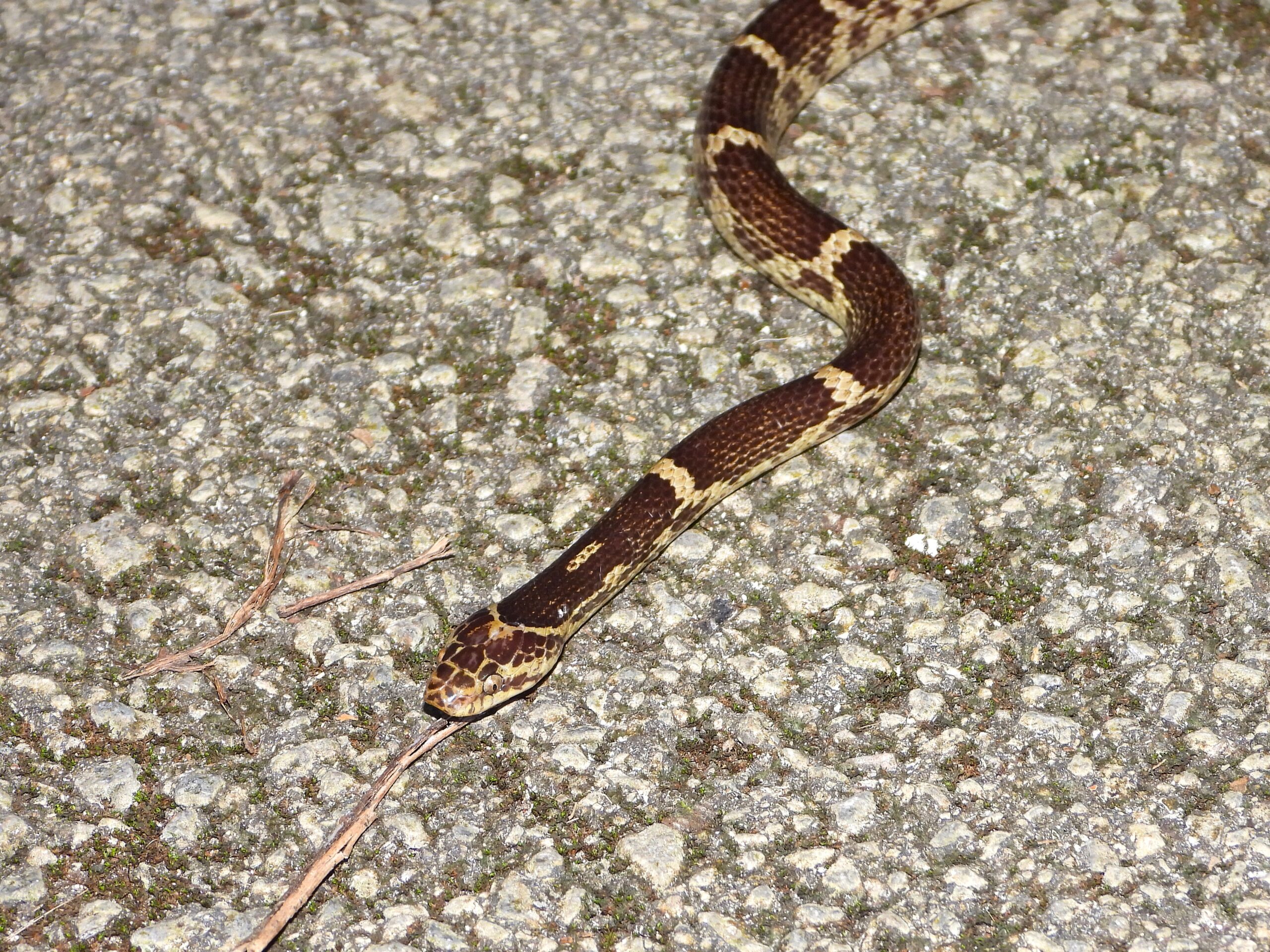 Sakishima Wolf Snake (Lycodon rufozonatus walli) moving quietly on a forest road at night on Ishigaki Island, Okinawa, Japan