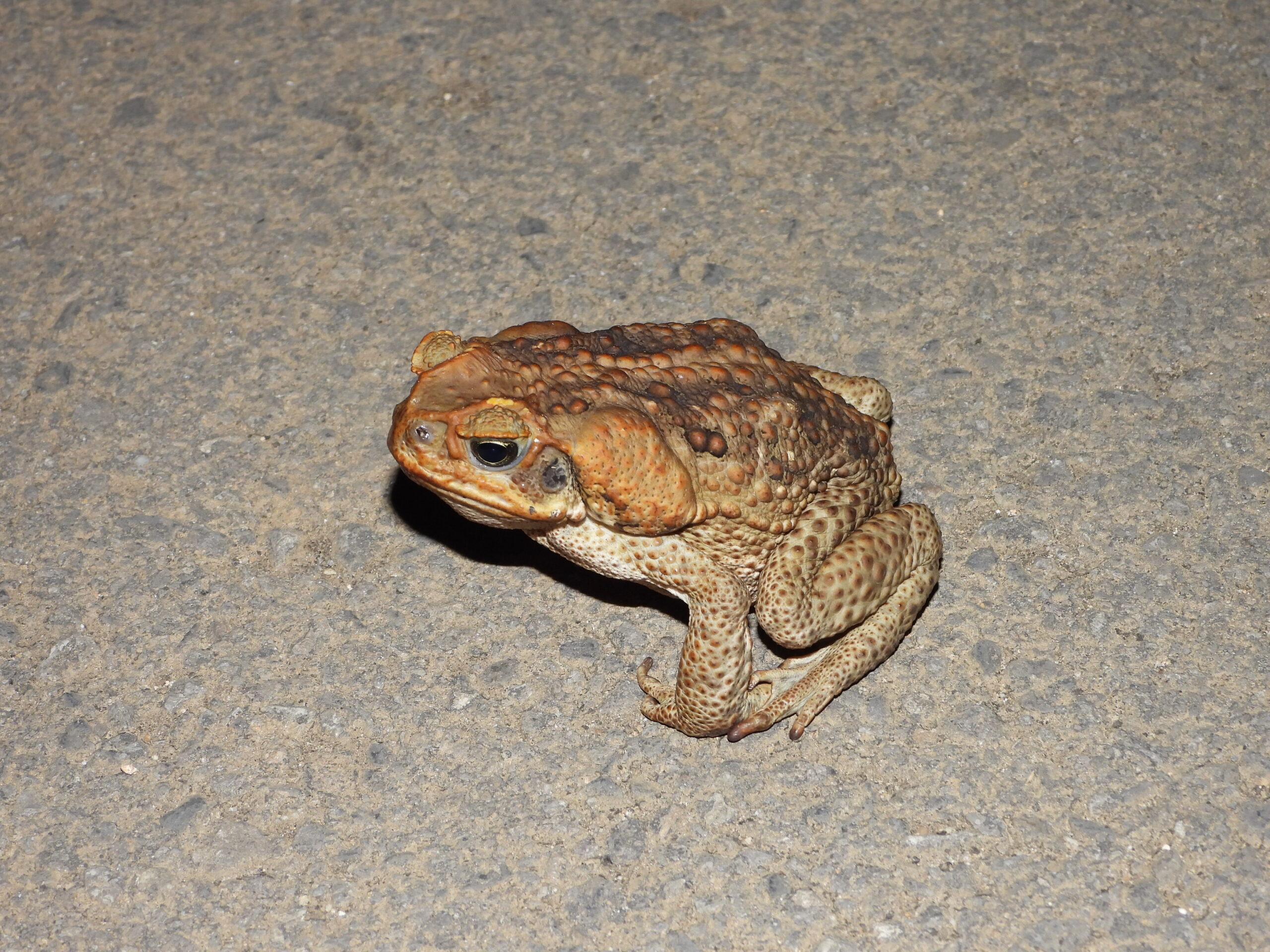 Large Cane Toad (Rhinella marina) on asphalt at night showing its bumpy skin and massive parotoid glands.