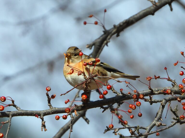 Brambling (Fringilla montifringilla) feeding on red berries in winter, Japan.