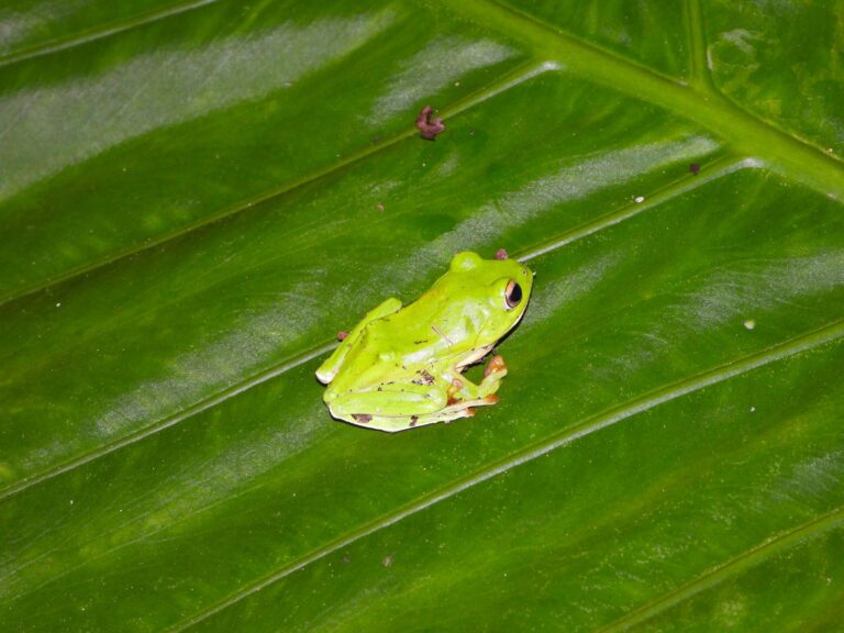Yaeyama Green Tree Frog (Zhangixalus owstoni) resting on a large tropical leaf in Ishigaki Island, Okinawa, Japan.
